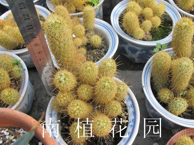 供应仙人掌属多肉植物