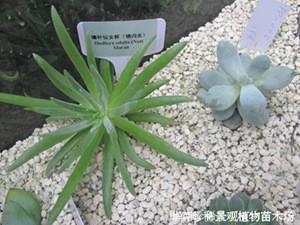 供应景天科多肉植物‘棒叶仙女杯’图片