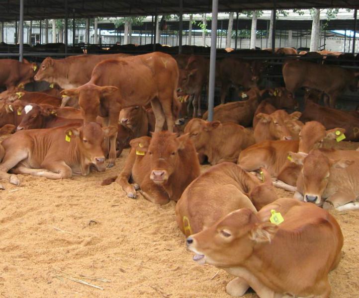 民生牧业大型牛羊驴养殖基地长年出图片