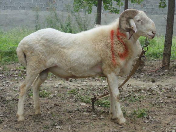 ##什么地方的小尾寒羊價格低？哪里的種羊質(zhì)量好？ 188650435