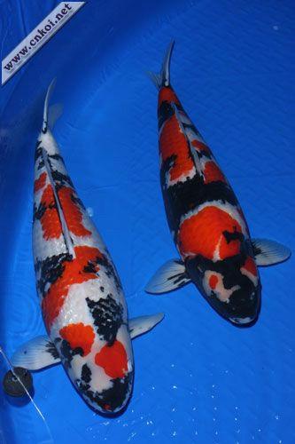供應(yīng)湛江市遂溪哪里有日本錦鯉魚苗批發(fā)／日本錦鯉魚苗養(yǎng)殖場(chǎng)