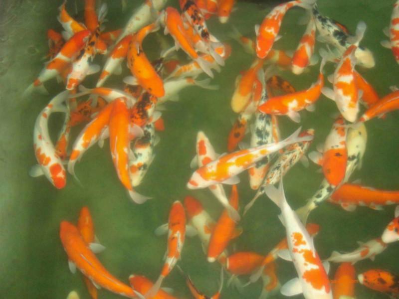 供應(yīng)湛江市遂溪哪里有日本錦鯉魚苗批發(fā)／日本錦鯉魚苗養(yǎng)殖場(chǎng)