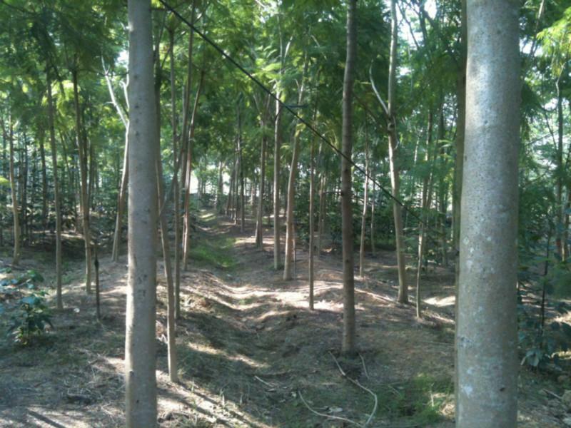 高山圖片/高山樣板圖 (2)