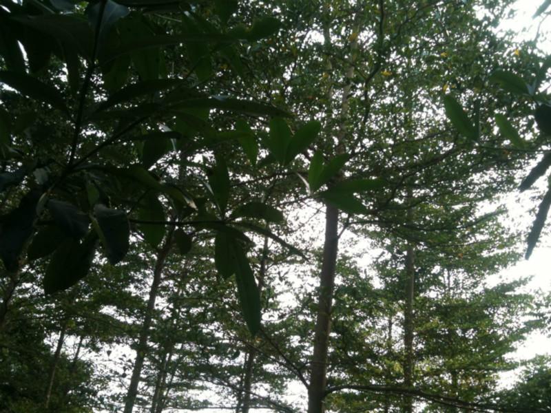 供應(yīng)小葉欖仁批發(fā)價(jià)格