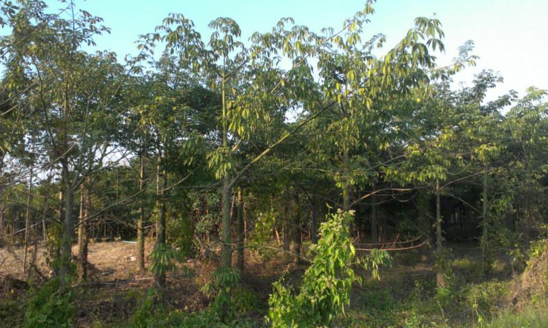 供應(yīng)美麗異木棉