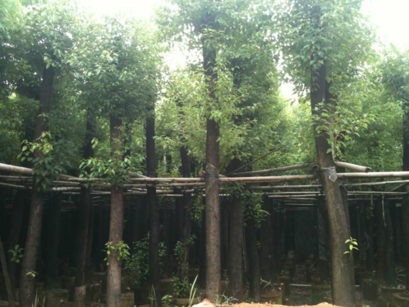 哪里的天竺桂最好圖片