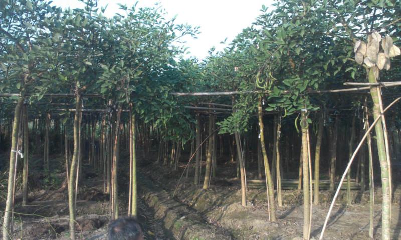 高山圖片/高山樣板圖 (4)