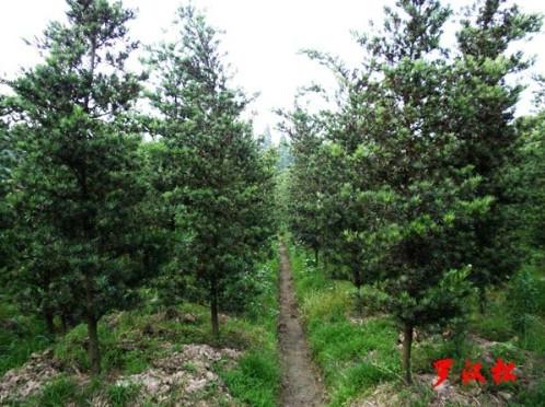 供應(yīng)塔松￥廣東哪有塔松￥塔松價(jià)格￥塔松產(chǎn)地