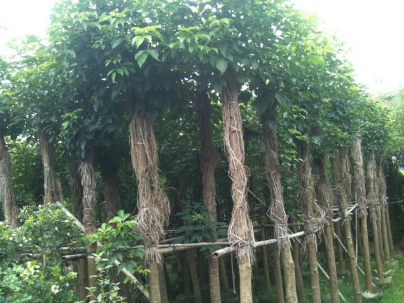 供應(yīng)福建秋楓樹供應(yīng)基地