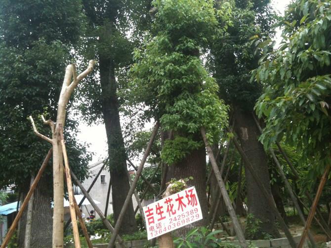 供應(yīng)盆架子批發(fā)￥盆架子產(chǎn)地￥盆架子價(jià)格