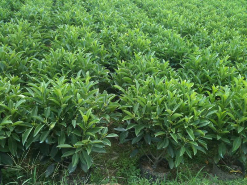 供應(yīng)非洲茉莉*惠