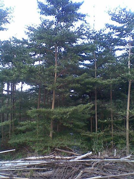 供應(yīng)小葉欖仁批發(fā)價(jià)格