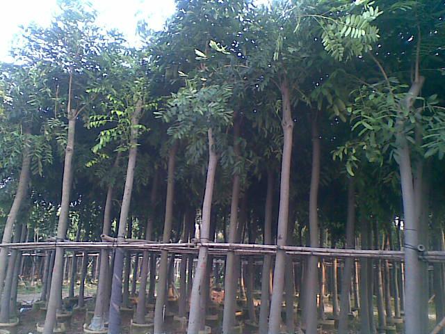 花心木圖片/花心木樣板圖 (3)