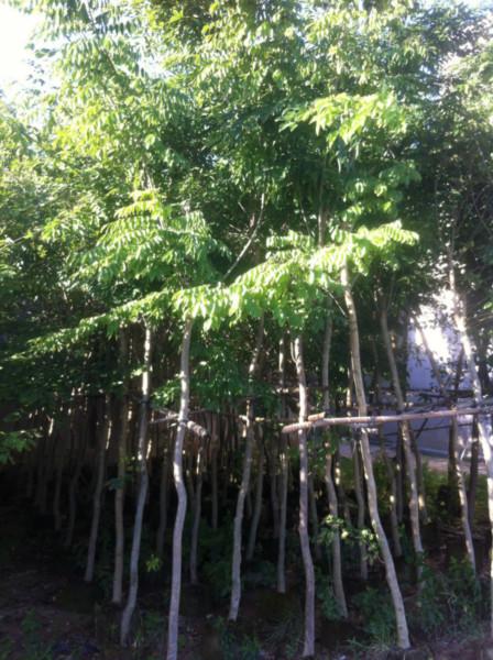 供應(yīng)福建出售25-41公分芒果