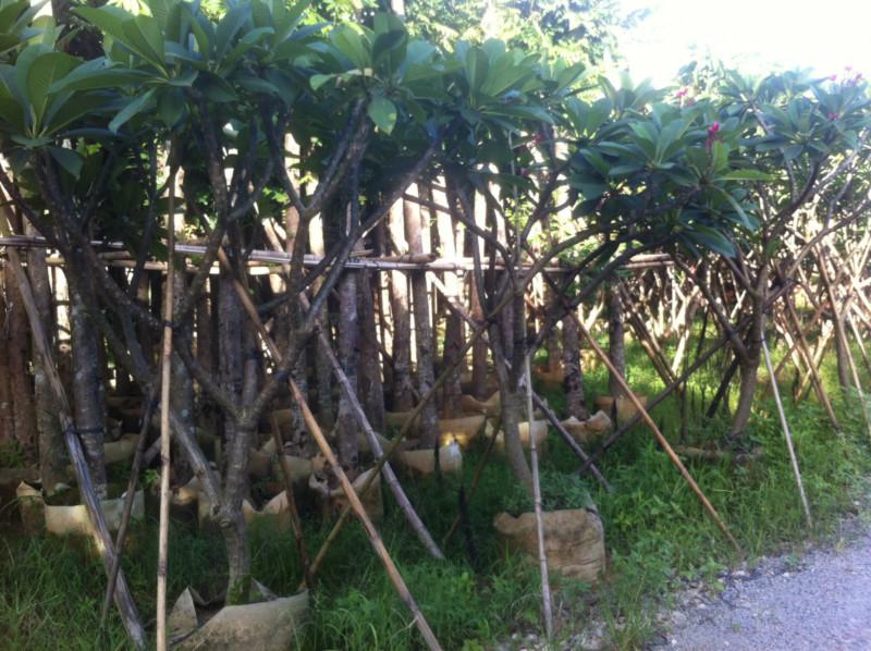 供應(yīng)福建出售25-41公分芒果