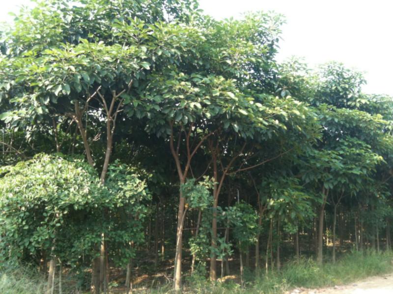 供應(yīng)紅花風(fēng)鈴木福建紅花風(fēng)鈴木、廣東紅花風(fēng)鈴木價(jià)格、紅花風(fēng)鈴木哪多