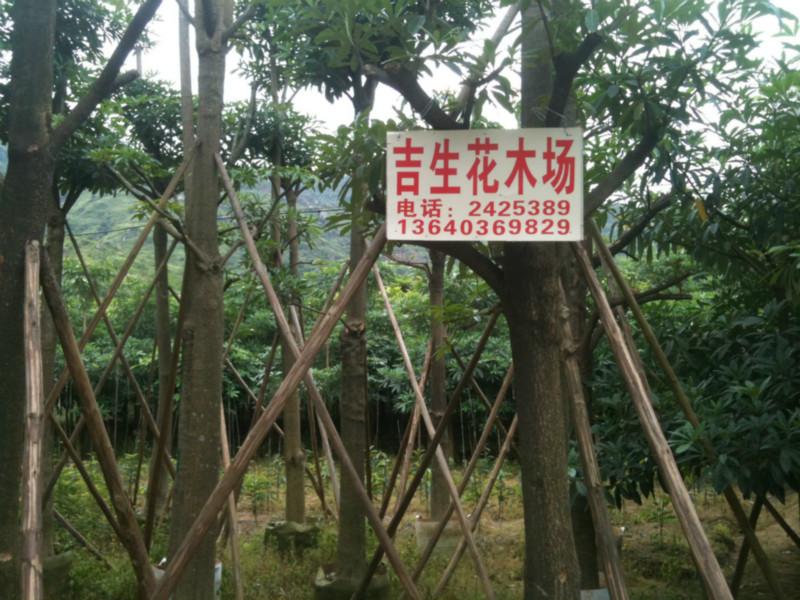 廣東白玉蘭圖片/廣東白玉蘭樣板圖 (2)