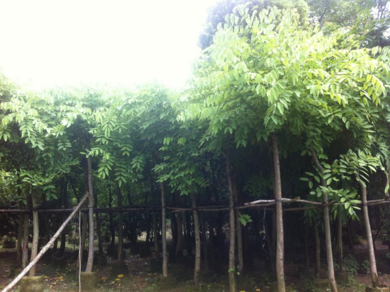 供應(yīng)廣東黃槐價(jià)格-供應(yīng)廣東黃槐
