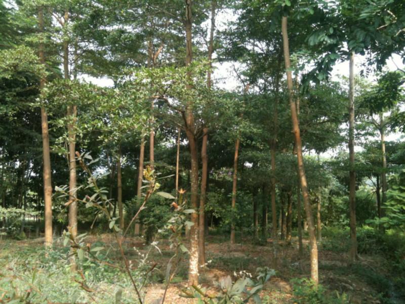 供應(yīng)小葉欖仁批發(fā)價(jià)格