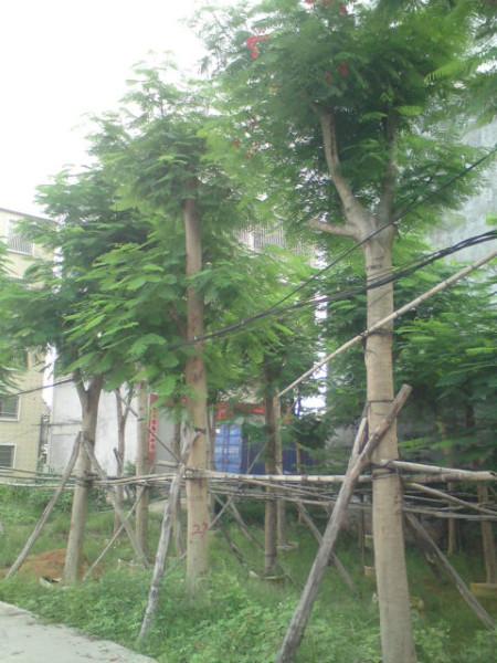 供應(yīng)鳳凰木廣東鳳凰木、福建鳳凰木、廣西鳳凰木、普寧鳳凰木價(jià)格
