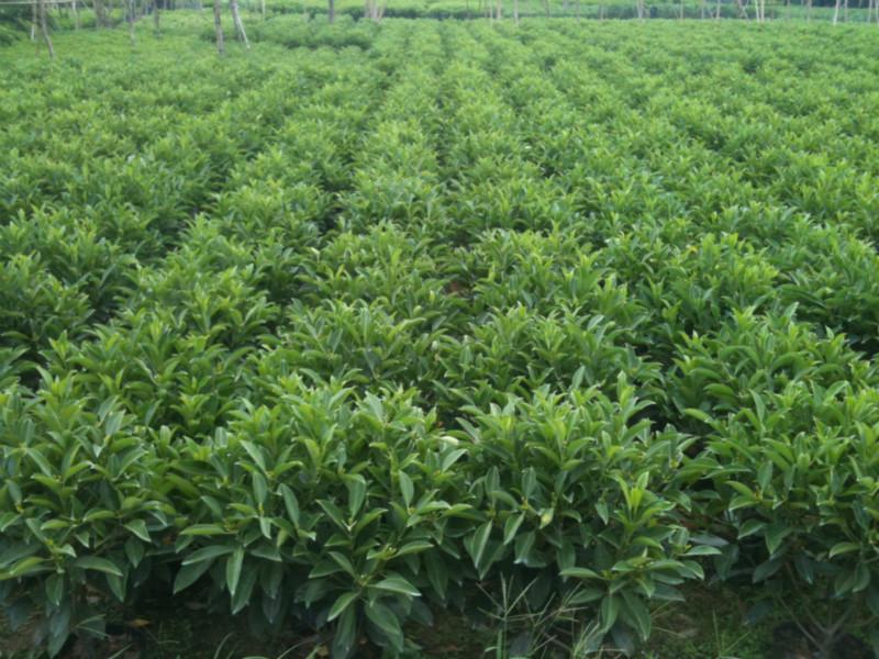 供應(yīng)非洲茉莉*惠