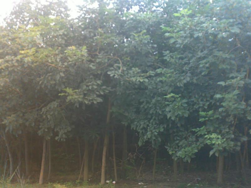 洋紫荊圖片/洋紫荊樣板圖 (2)