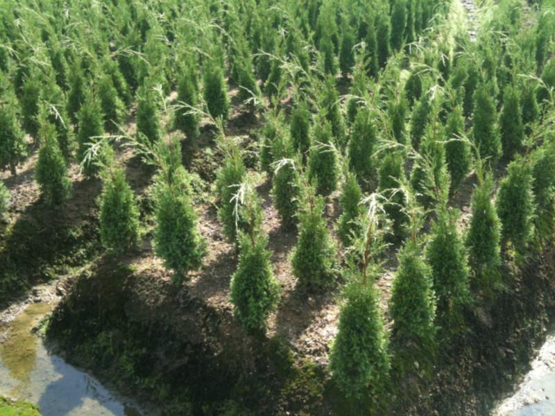 供應(yīng)塔松￥廣東哪有塔松￥塔松價(jià)格￥塔松產(chǎn)地