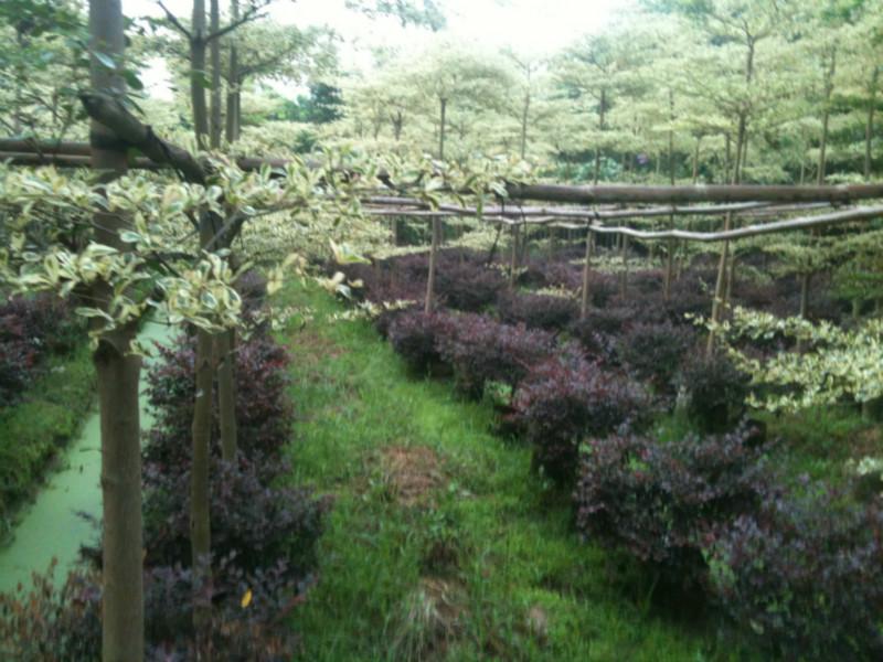 供應哪里有幌傘楓賣，哪里有幌傘楓買