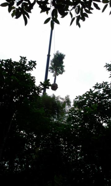 供應芒果基地￥芒果批發(fā)￥哪里有芒果￥芒果銷售商