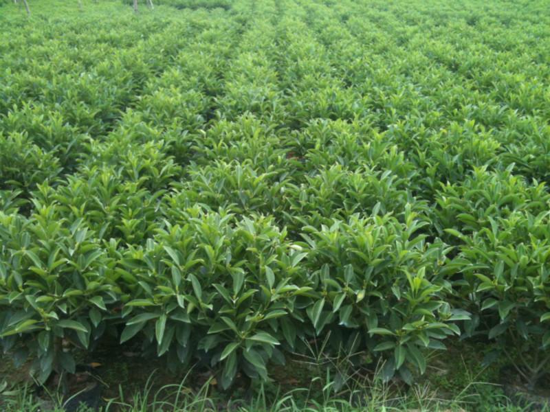 供應(yīng)非洲茉莉*惠