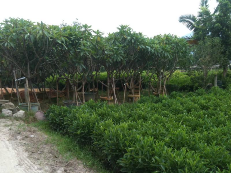 非洲茉莉價格優(yōu)惠圖片