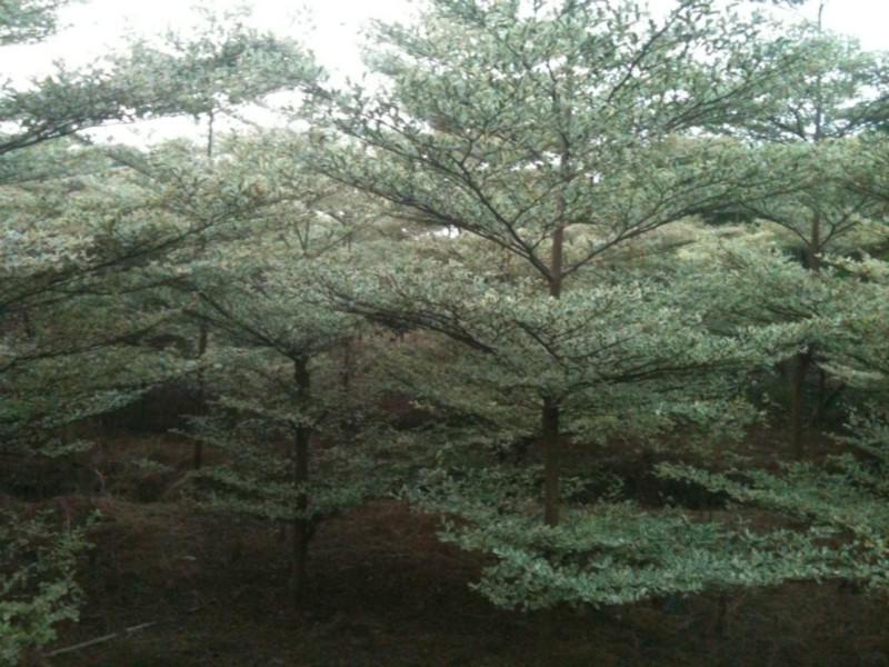 供應(yīng)小葉欖仁廣東小葉欖仁#廣東小葉欖仁基地￥廣東小葉欖仁哪價(jià)低