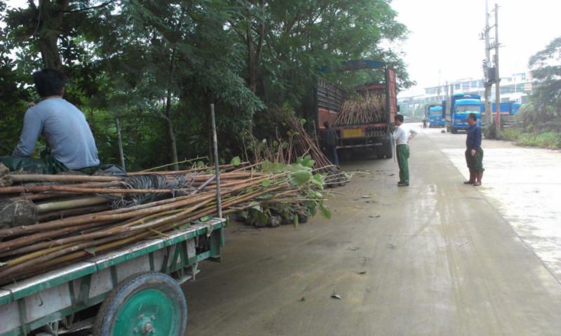 供應(yīng)福建菩提榕￥廣東菩提榕云南菩提榕