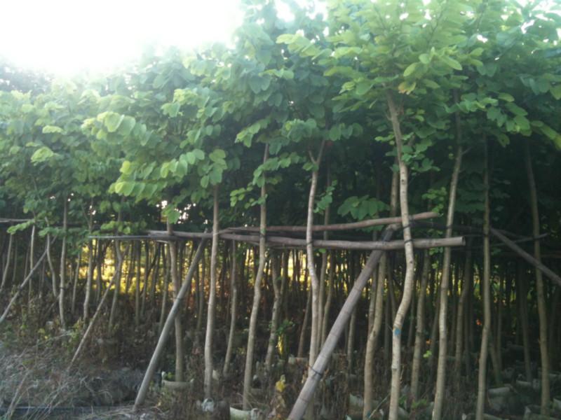 供應(yīng)羊蹄甲廣東紅花紫荊－羊蹄甲－宮粉紫荊－的區(qū)別