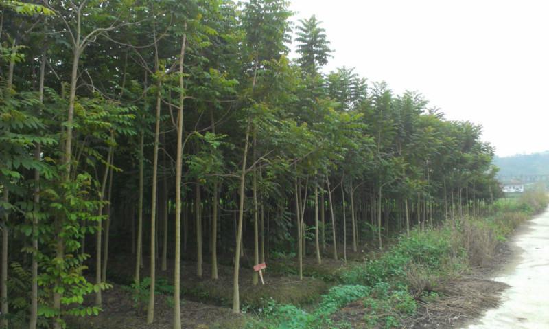 供應火焰木地苗價格火焰木供應商￥火焰木哪里便宜
