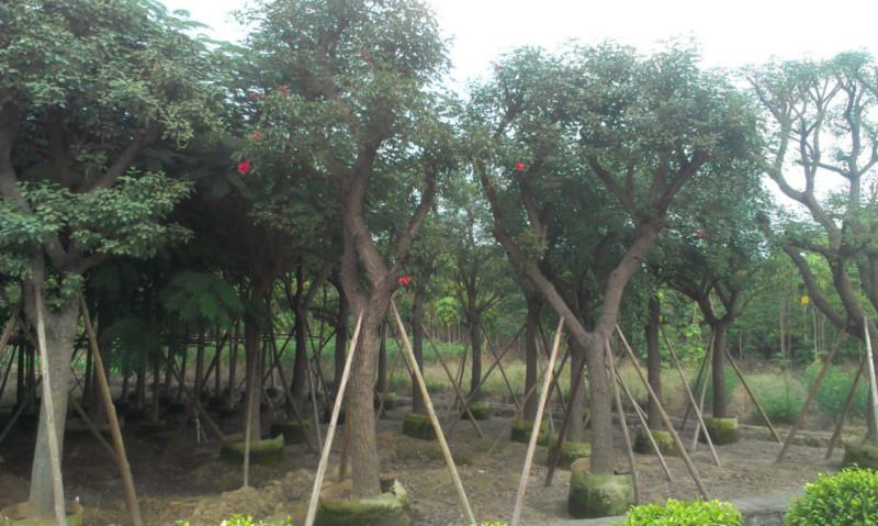 供應(yīng)普寧雞冠刺桐