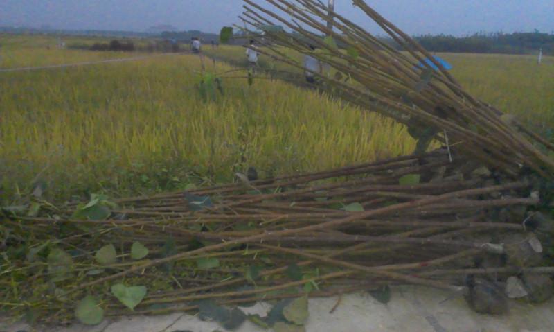 菩提榕地苗價(jià)格圖片