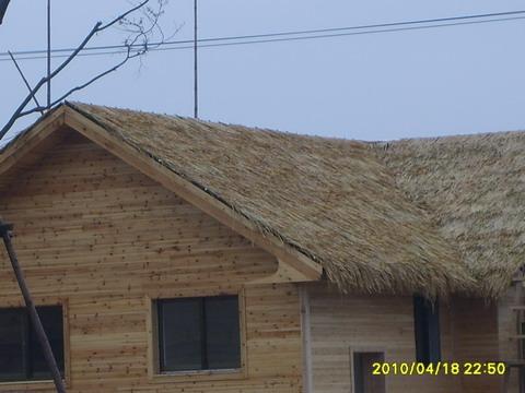 供應(yīng)真茅草