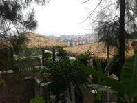 供應(yīng)真茅草