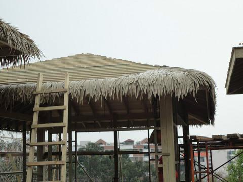 供應(yīng)真茅草