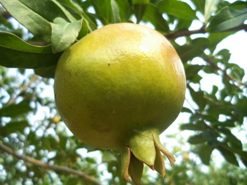 供應(yīng)安徽石榴樹苗/安徽石榴樹苗廠家/安徽石榴樹苗供應(yīng)