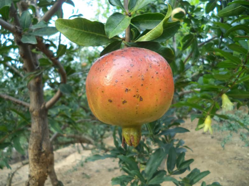 供應(yīng)安徽石榴樹苗/安徽石榴樹苗廠家/安徽石榴樹苗供應(yīng)