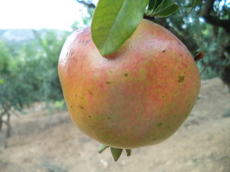 供應(yīng)安徽石榴樹苗/安徽石榴樹苗廠家/安徽石榴樹苗供應(yīng)