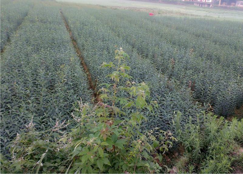 湖南百合圖片/湖南百合樣板圖 (3)