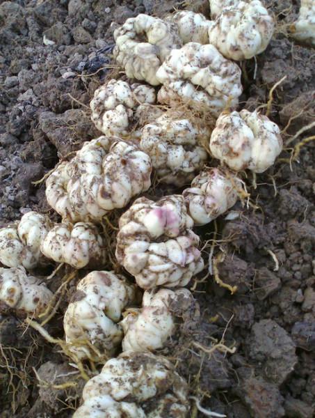 湖南百合圖片/湖南百合樣板圖 (2)