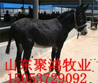 肉驢營(yíng)養(yǎng)價(jià)值