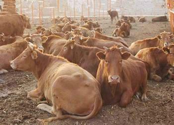 湖北黃牛多少錢一頭