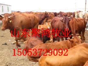 湖北黃牛多少錢一頭