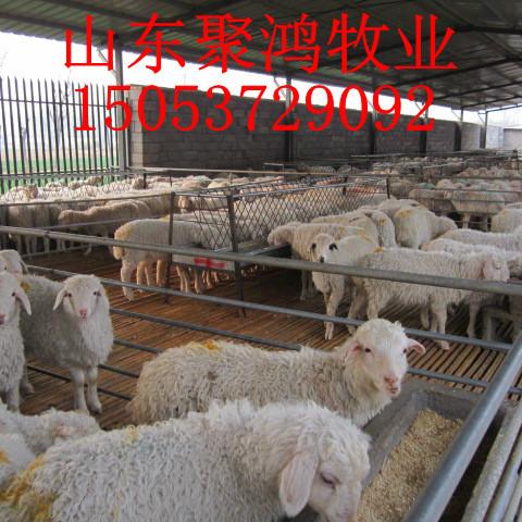 供應(yīng)小尾寒羊幼羊價格