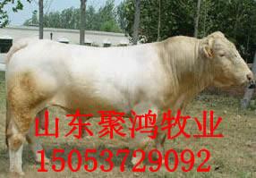 改良牛價格哪里*